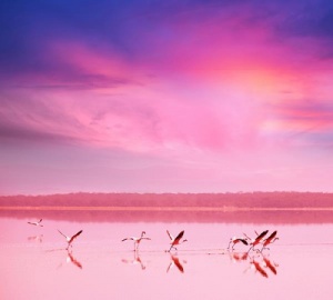 Фотопанно 300*270 Фламинго на закате Б1-081 (Россия)